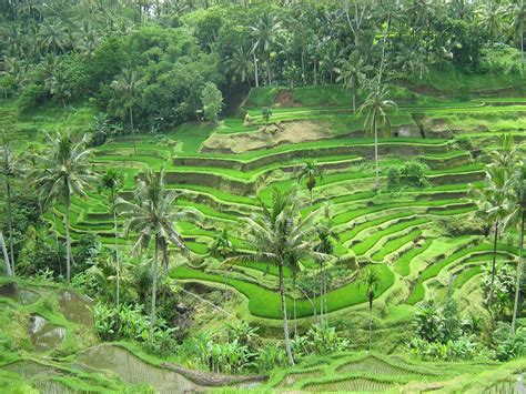 Discover a Bali.